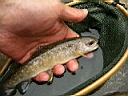 2007-05-16 015.JPG